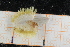  ( - ZMBN150377)  @11 [ ] CreativeCommons-by-nc-sa (2022) UoB University of Bergen, Natural History Collections