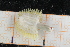  ( - ZMBN150377)  @11 [ ] CreativeCommons-by-nc-sa (2022) UoB University of Bergen, Natural History Collections