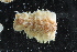  ( - ZMBN150377)  @11 [ ] CreativeCommons-by-nc-sa (2022) UoB University of Bergen, Natural History Collections