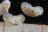  ( - ZMBN150377)  @11 [ ] CreativeCommons-by-nc-sa (2022) UoB University of Bergen, Natural History Collections