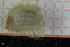 ( - ZMBN150388)  @11 [ ] CreativeCommons-by-nc-sa (2022) UoB University of Bergen, Natural History Collections