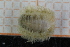  ( - ZMBN150388)  @11 [ ] CreativeCommons-by-nc-sa (2022) UoB University of Bergen, Natural History Collections