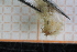  (Eunoe nodosa - ZMBN150388)  @11 [ ] CreativeCommons-by-nc-sa (2022) UoB University of Bergen, Natural History Collections
