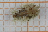  ( - ZMBN150359)  @11 [ ] CreativeCommons-by-nc-sa (2022) UoB University of Bergen, Natural History Collections
