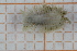  (Eunoe oerstedi - ZMBN150359)  @11 [ ] CreativeCommons-by-nc-sa (2022) UoB University of Bergen, Natural History Collections