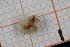  ( - ZMBN150393)  @11 [ ] CreativeCommons-by-nc-sa (2022) UoB University of Bergen, Natural History Collections