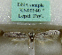  (Haploscythris kuboosensis - KN00940)  @11 [ ] CreativeCommons - Attribution Non-Commercial (2017) Kari Nupponen Faunatica Oy