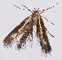  (Scythris bengti - KN00945)  @11 [ ] CreativeCommons - Attribution Non-Commercial (2017) Kari Nupponen Faunatica Oy