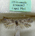  ( - KN00967)  @11 [ ] CreativeCommons - Attribution Non-Commercial (2017) Kari Nupponen Faunatica Oy