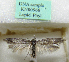  (Scythris krooni - KN00968)  @11 [ ] CreativeCommons - Attribution Non-Commercial (2017) Kari Nupponen Faunatica Oy
