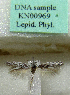  (Scythris geminella - KN00969)  @11 [ ] CreativeCommons - Attribution Non-Commercial (2017) Kari Nupponen Faunatica Oy