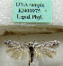  (Scythris claudioculella - KN00975)  @11 [ ] CreativeCommons - Attribution Non-Commercial (2017) Kari Nupponen Faunatica Oy
