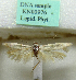  (Scythris nigrispersa - KN00976)  @11 [ ] CreativeCommons - Attribution Non-Commercial (2017) Kari Nupponen Faunatica Oy