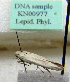  (Scythris meyi - KN00977)  @11 [ ] CreativeCommons - Attribution Non-Commercial (2017) Kari Nupponen Faunatica Oy