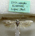 (Scythris eburnipterella - KN00980)  @11 [ ] CreativeCommons - Attribution Non-Commercial (2017) Kari Nupponen Faunatica Oy