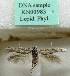  (Haploscythris albifuscella - KN00983)  @11 [ ] CreativeCommons - Attribution Non-Commercial (2017) Kari Nupponen Faunatica Oy