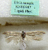  (Haploscythris brachiohirsutella - KN00987)  @11 [ ] CreativeCommons - Attribution Non-Commercial (2017) Kari Nupponen Faunatica Oy