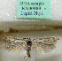  (Scythris exsoluta - KN00989)  @11 [ ] CreativeCommons - Attribution Non-Commercial (2017) Kari Nupponen Faunatica Oy