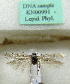  (Scythris helskloofensis - KN00991)  @11 [ ] CreativeCommons - Attribution Non-Commercial (2017) Kari Nupponen Faunatica Oy