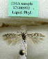  (Haploscythris sp_RSA1 - KN00993)  @11 [ ] CreativeCommons - Attribution Non-Commercial (2017) Kari Nupponen Faunatica Oy