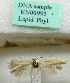  (Scythris eburnella - KN00995)  @11 [ ] CreativeCommons - Attribution Non-Commercial (2017) Kari Nupponen Faunatica Oy