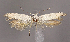  (Scythris sp_n_RSA4 - KN01000)  @11 [ ] CreativeCommons - Attribution Non-Commercial (2017) Kari Nupponen Faunatica Oy