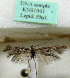  (Scythris sp_n_RSA1 - KN01001)  @11 [ ] CreativeCommons - Attribution Non-Commercial (2017) Kari Nupponen Faunatica Oy