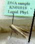  (Scythris messinensis - KN01010)  @11 [ ] CreativeCommons - Attribution Non-Commercial (2017) Kari Nupponen Faunatica Oy