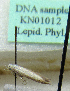  (Scythris sp_RSA6 - KN01012)  @11 [ ] CreativeCommons - Attribution Non-Commercial (2017) Kari Nupponen Faunatica Oy
