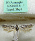  (Scythris kalaharii - KN01016)  @11 [ ] CreativeCommons - Attribution Non-Commercial (2017) Kari Nupponen Faunatica Oy