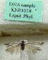  (Scythris paarlensis - KN01018)  @11 [ ] CreativeCommons - Attribution Non-Commercial (2017) Kari Nupponen Faunatica Oy