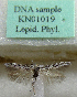  (Scythris kruegeri - KN01019)  @11 [ ] CreativeCommons - Attribution Non-Commercial (2017) Kari Nupponen Faunatica Oy