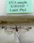  (Scythris valvaerimella - KN01020)  @11 [ ] CreativeCommons - Attribution Non-Commercial (2017) Kari Nupponen Faunatica Oy