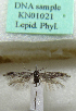  (Scythris jamakensis - KN01021)  @11 [ ] CreativeCommons - Attribution Non-Commercial (2017) Kari Nupponen Faunatica Oy