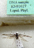  (Scythris potgieteri - KN01027)  @11 [ ] CreativeCommons - Attribution Non-Commercial (2017) Kari Nupponen Faunatica Oy