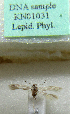 (Scythris sp_n_Ural - KN01031)  @11 [ ] CreativeCommons - Attribution Non-Commercial (2017) Kari Nupponen Faunatica Oy
