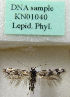 (Scythris tetrafasciella - KN01040)  @11 [ ] CreativeCommons - Attribution Non-Commercial (2019) Kari Nupponen Research Collection of K. & T. Nupponen
