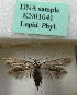 (Scythris curvisocii - KN01041)  @11 [ ] CreativeCommons - Attribution Non-Commercial (2019) Kari Nupponen Research Collection of K. & T. Nupponen