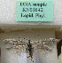  (Scythris tigrensis - KN01042)  @11 [ ] CreativeCommons - Attribution Non-Commercial (2019) Kari Nupponen Research Collection of K. & T. Nupponen