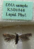  (Scythris depressa - KN01044)  @11 [ ] CreativeCommons - Attribution Non-Commercial (2019) Kari Nupponen Research Collection of K. & T. Nupponen