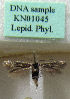  (Scythris spiniuncus - KN01045)  @11 [ ] CreativeCommons - Attribution Non-Commercial (2019) Kari Nupponen Research Collection of K. & T. Nupponen