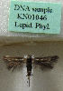  (Scythris subdimota - KN01046)  @11 [ ] CreativeCommons - Attribution Non-Commercial (2019) Kari Nupponen Research Collection of K. & T. Nupponen