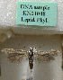  (Scythris mendozaensis - KN01048)  @11 [ ] CreativeCommons - Attribution Non-Commercial (2019) Kari Nupponen Research Collection of K. & T. Nupponen