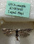  (Scythris saldaitisi - KN01049)  @11 [ ] CreativeCommons - Attribution Non-Commercial (2019) Kari Nupponen Research Collection of K. & T. Nupponen