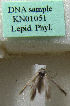  (Scythris tenuivalvella - KN01051)  @11 [ ] CreativeCommons - Attribution Non-Commercial (2019) Kari Nupponen Research Collection of K. & T. Nupponen