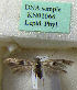 (Scythris andiensis - KN01066)  @11 [ ] CreativeCommons - Attribution Non-Commercial (2019) Kari Nupponen Research Collection of K. & T. Nupponen