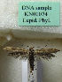  (Scythris lequetepequensis - KN01074)  @11 [ ] CreativeCommons - Attribution Non-Commercial (2019) Kari Nupponen Research Collection of K. & T. Nupponen
