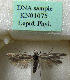  (Scythris tibicina - KN01075)  @11 [ ] CreativeCommons - Attribution Non-Commercial (2019) Kari Nupponen Research Collection of K. & T. Nupponen