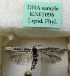  (Scythris chilensis - KN01096)  @11 [ ] CreativeCommons - Attribution Non-Commercial (2019) Kari Nupponen Research Collection of K. & T. Nupponen