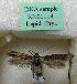  (Scythris subschleichiella - KN01114)  @11 [ ] CreativeCommons - Attribution Non-Commercial (2019) Kari Nupponen Ecology-Centre, Kiel University, Gegmany